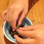 20120812-220608.jpg (봉선화)