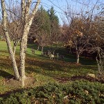 IMG-20121121-00731.jpg (Deer family)