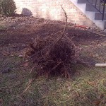 IMG-20121202-00004 (나무 뿌리)
