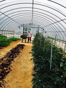 IMG_0394 (영광 고추 농사 및 기타)