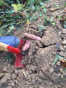 IMG_0540 (고구마수확)