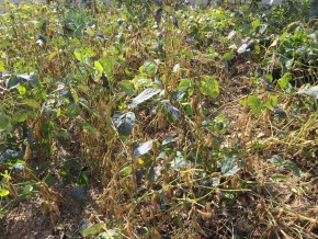 IMG_0568 (콩수확)