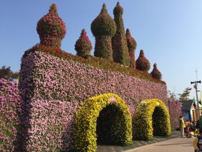img_0775 (함평 국향대전)