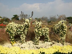 img_0786 (함평 국향대전)