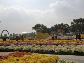 img_0787 (함평 국향대전)