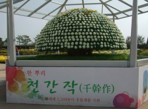 img_0796 (함평 국향대전)